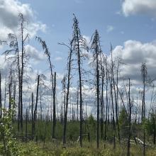 Métis-Report-Cover-Page